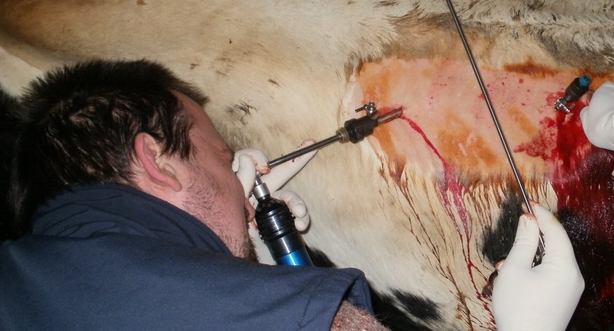 Operace krávi pomocí laparoskopie.