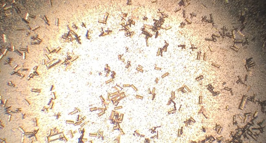 Paraziti pod mikroskopem