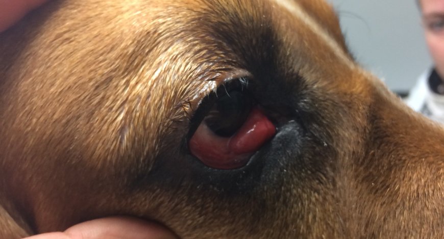 Pes s ránou v oku.