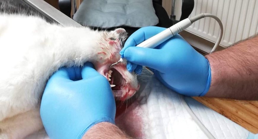 Zákrok na zubech zvířete.